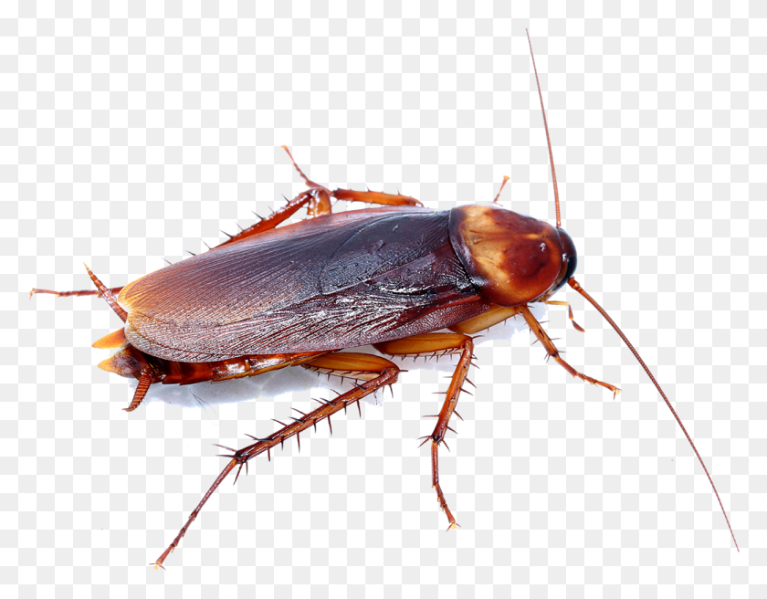 1041x796 How Can Quack Pest Control Help You Cockroach Facts, Insect, Invertebrate, Animal HD PNG Download