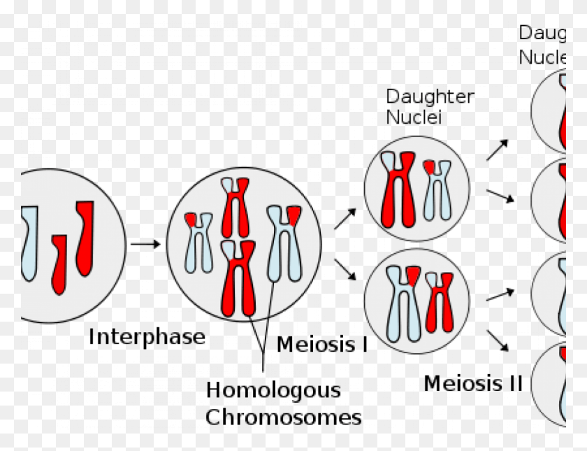 1200x900 How Cells Tell Their Chromosomes Apart Difference Between A Daughter Cell And A Parent Cell, Fork, Cutlery, Hand HD PNG Download