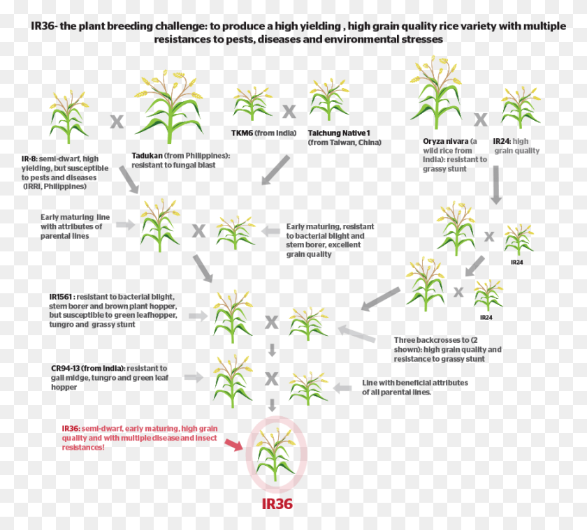 867x778 How Do You Develop A New Crop Variety By Conventional Crop Breeding, Text, Plant, Vegetation Descargar Hd Png