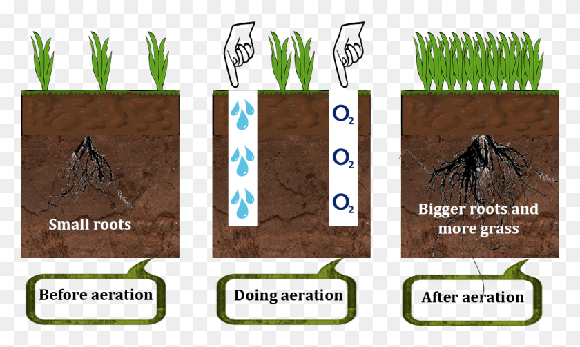 1079x613 How Lawn Aerator Works Grass, Text, Plant, Word HD PNG Download