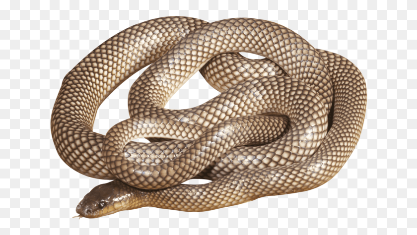 640x414 How Long Did It Take You To Write The Book Of Snakes Eastern Brown Snake, Reptile, Animal, Fish HD PNG Download