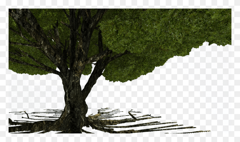 1280x720 How Many Different Trees Can Be Achieved With This Oak, Tree, Plant, Outdoors Descargar Hd Png
