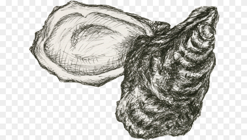 653x476 How Oysters Can Help Build Resiliency Into Staten Island Oyster, Art, Drawing, Person, Animal PNG
