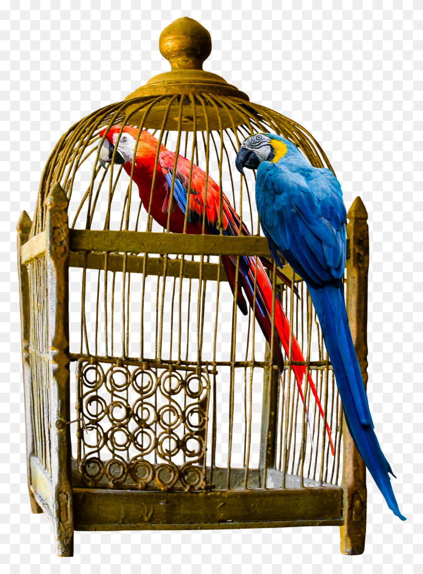 1156x1601 How To Choose Large Bird Cage For Your Friend Bird Cage With Transparent Background, Macaw, Parrot, Animal HD PNG Download