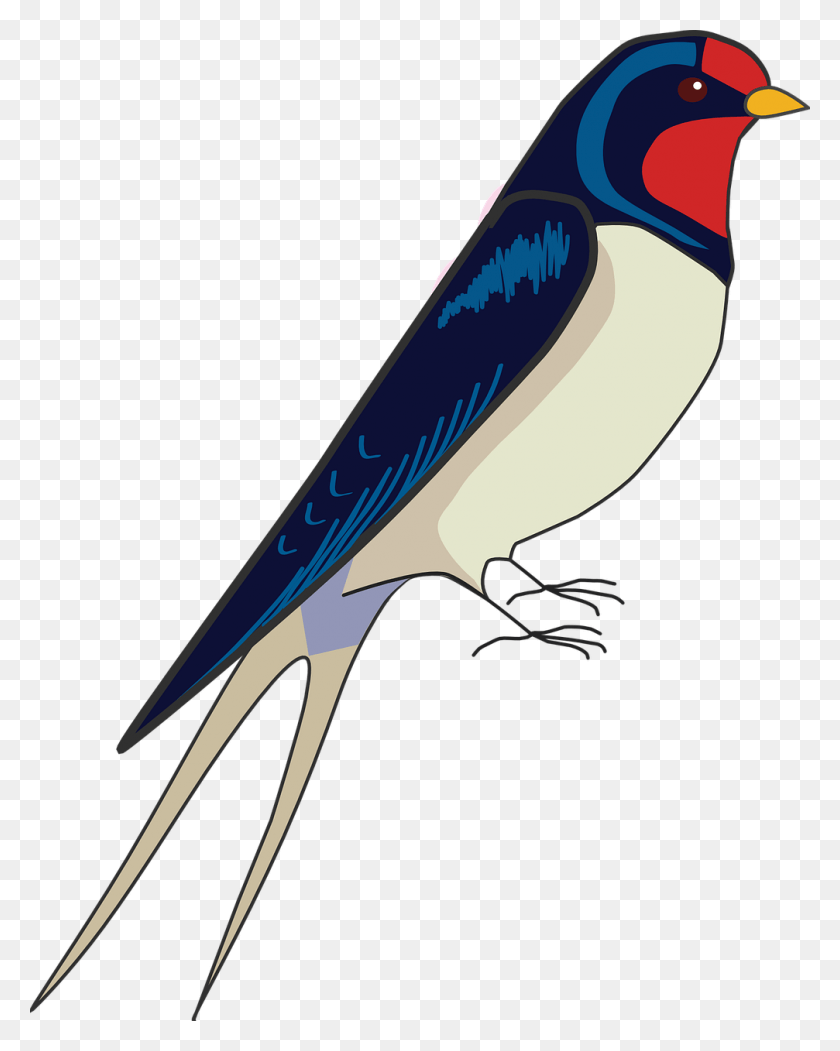 1007x1280 Cómo Dibujar Un Pájaro Paso A Paso, Dibujo Fácil De Golondrina, Bluebird, Animal, Jay Hd Png