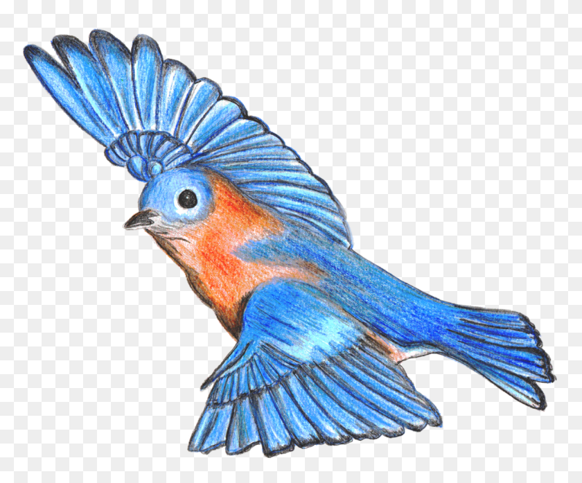 1153x942 Как Нарисовать Синюю Птицу Пошаговое Руководство По Рисованию Рисование Синей Птицы, Птица, Животное, Джей Hd Png Скачать