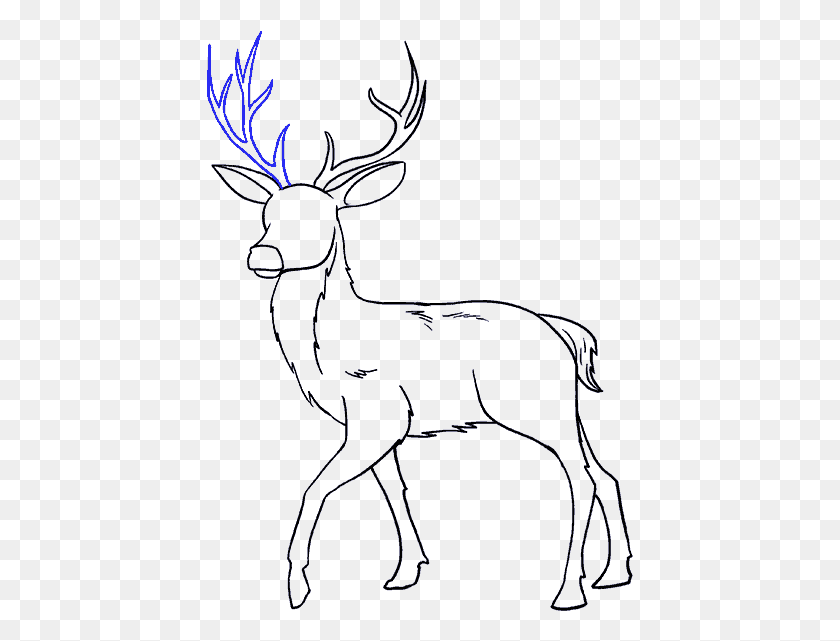 427x581 How To Draw A In Few Easy Drawing, Deer, Wildlife, Mammal HD PNG Download