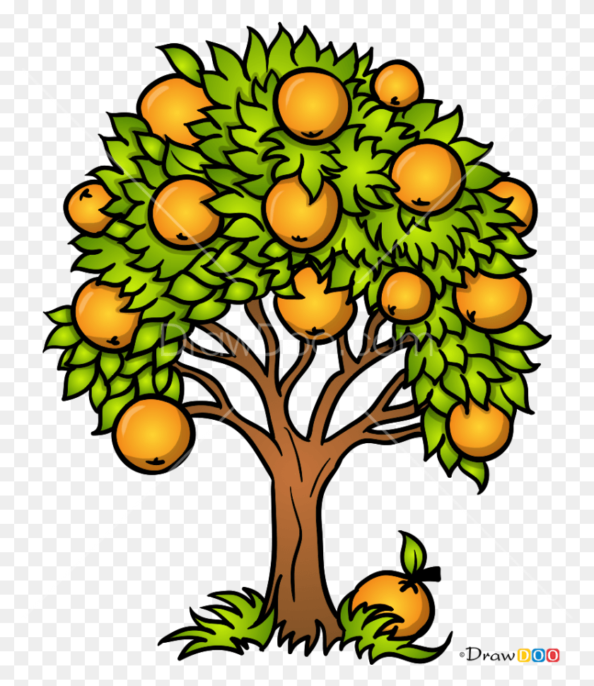 829x967 How To Draw An Orange Tree With How To Draw Orange Fruit Tree Drawing Easy, Plant, Bush, Vegetation HD PNG Download