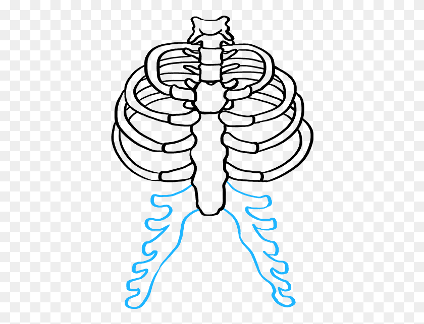 402x583 How To Draw Rib Cage Easy Drawing Of Rib Cage, Outdoors, Nature, Text HD PNG Download