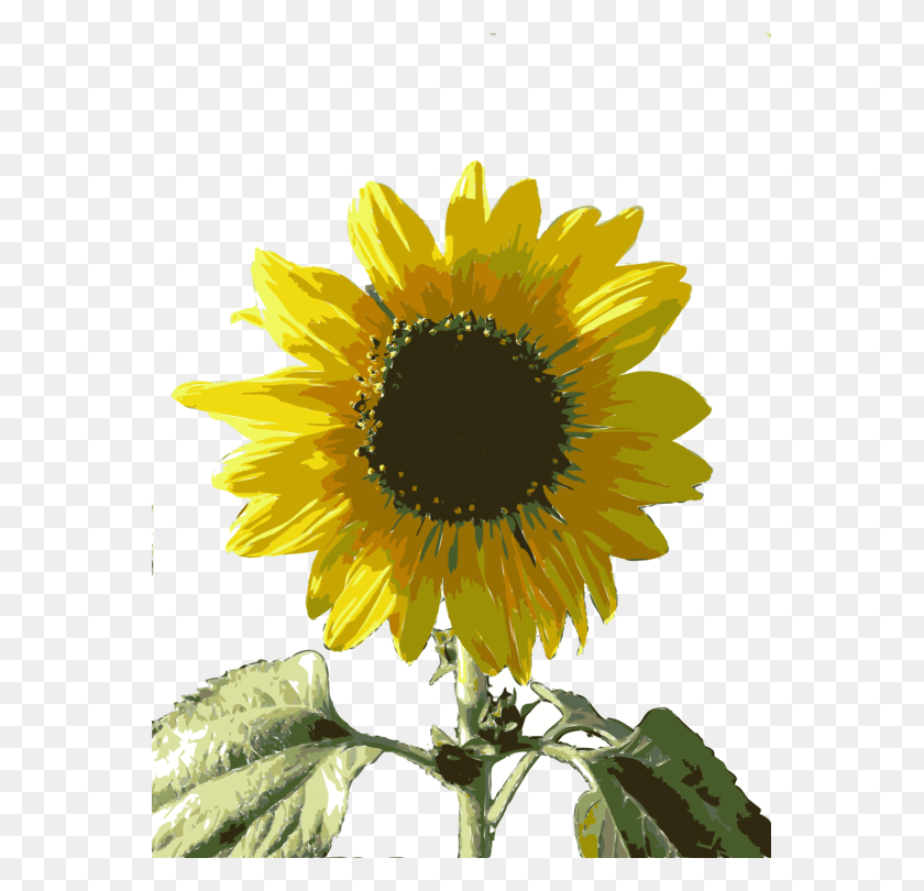 563x750 How To Draw Sunflowers Girasol .png, Plant, Flower, Blossom HD PNG Download
