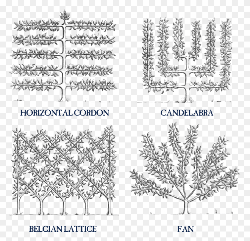 785x757 How To Espalier Fruit Trees Stark Bros Espalier Apple Espalier Trees, Text, Snowflake, Pattern HD PNG Download