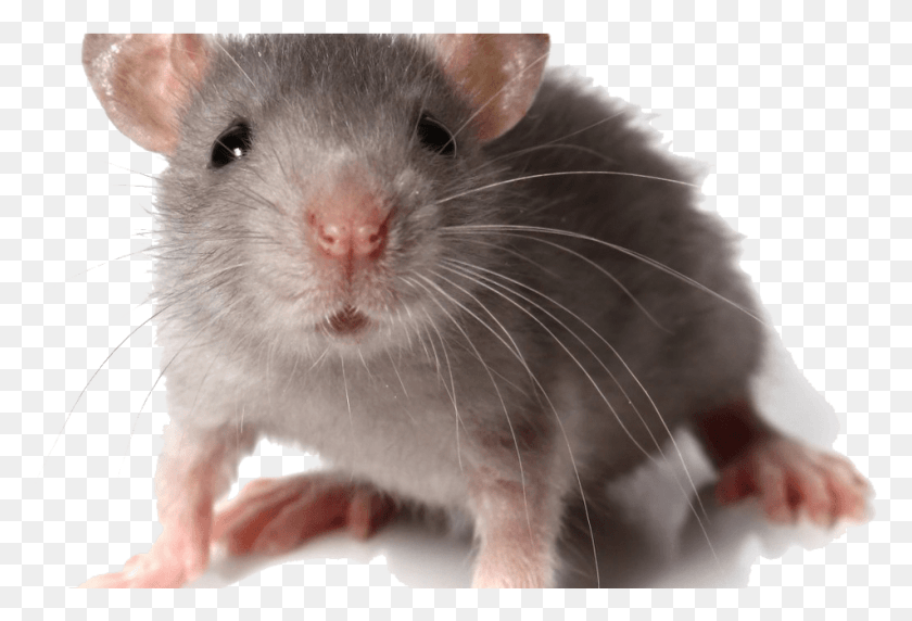 952x625 Крыса, Грызун, Млекопитающее Png Скачать
