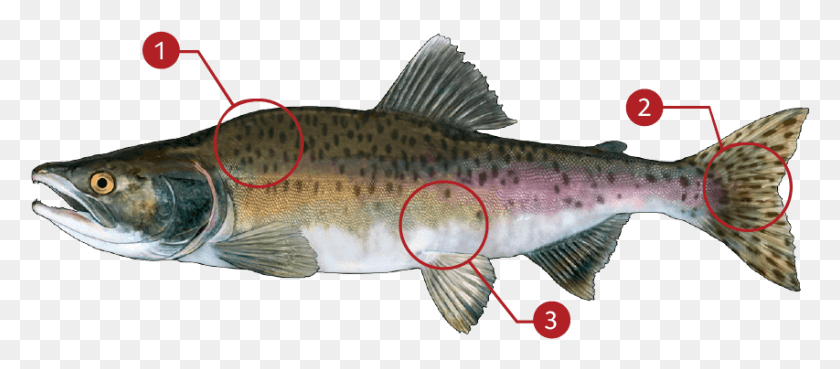853x338 How To Identify A Pink Salmon Coastal Cutthroat Trout, Fish, Animal, Coho HD PNG Download
