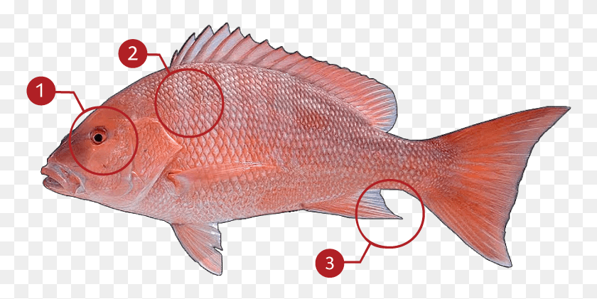 768x361 How To Identify A Red Snapper Red Snapper, Fish, Animal, Coho HD PNG Download