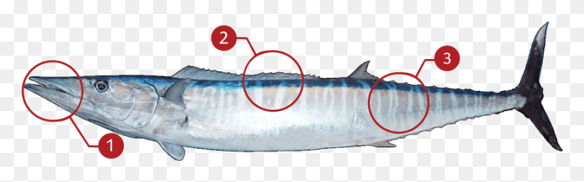 864x224 How To Identify A Wahoo Great Barra Cuda, Animal, Fish, Sea Life HD PNG Download