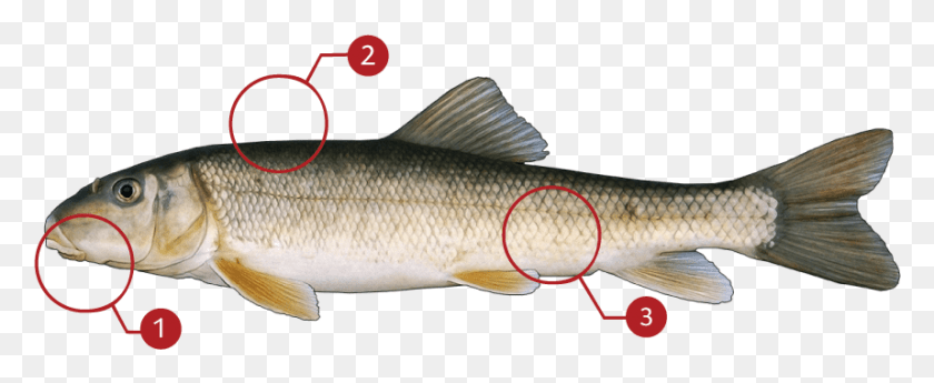 858x314 How To Identify A White Sucker Lunge, Fish, Animal, Perch HD PNG Download