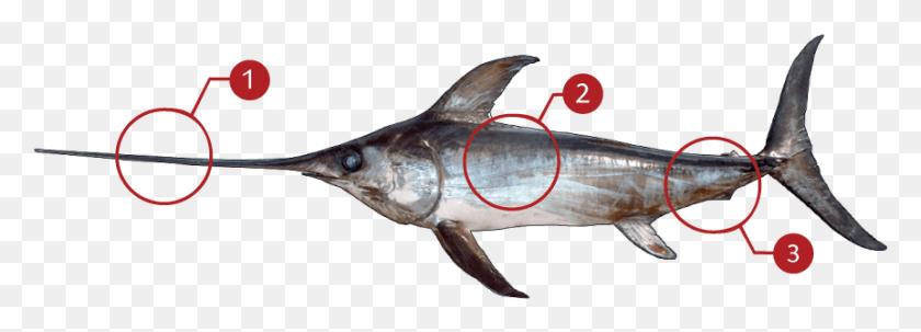 862x269 How To Identify An Swordfish Swordfish, Fish, Animal, Sea Life Descargar Hd Png