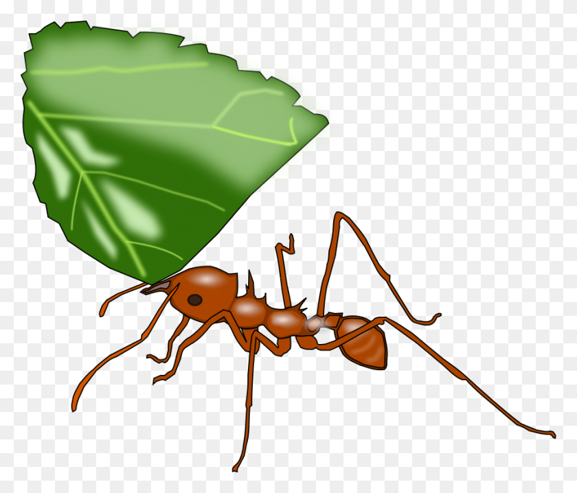 900x760 How To Set Use Atta Ant Icon, Insect, Invertebrate, Animal HD PNG Download