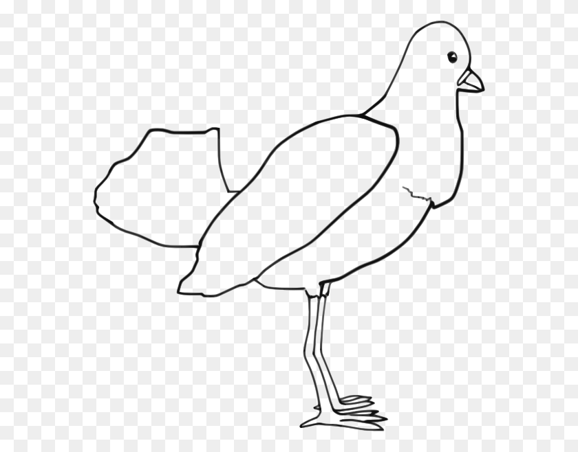 570x598 Как Установить Использовать Bird Svg Векторные Векторные Картинки, Животное, Голубь, Голубь Hd Png Скачать