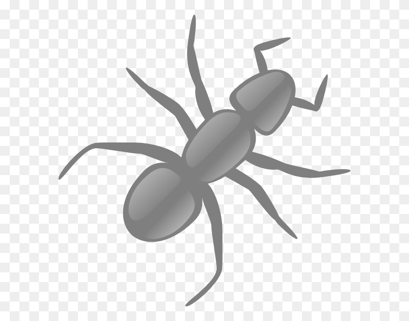 600x600 How To Set Use Gray Ant Icon, Insect, Invertebrate, Animal HD PNG Download