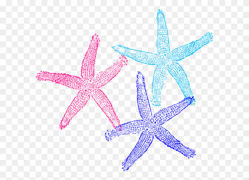 600x548 How To Set Use Triple Starfish Colors Svg Vector 2 Starfish Clip Art, Invertebrate, Sea Life, Animal HD PNG Download