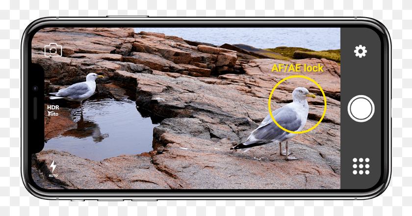 758x380 How To Use Afae Lock On Your Phone Great Black Backed Gull, Bird, Animal, Seagull HD PNG Download