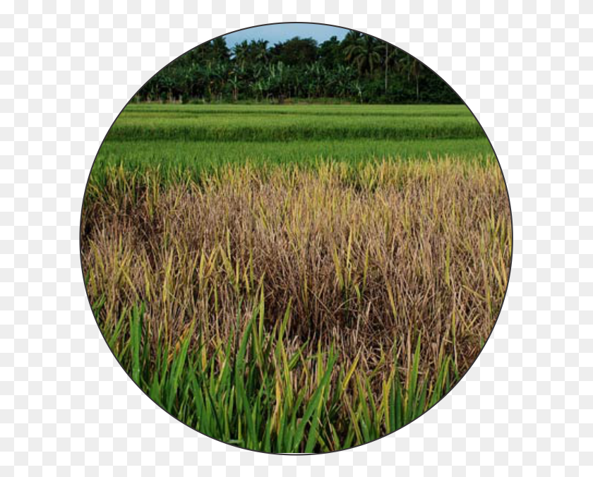 615x616 Как Использовать Рисовое Поле Годзиллы, Трава, Растение, Растительность Hd Png Скачать