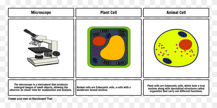 1145x531 How To Use The Microscope To See Cells Storyboard Html, Text, Bear, Wildlife HD PNG Download