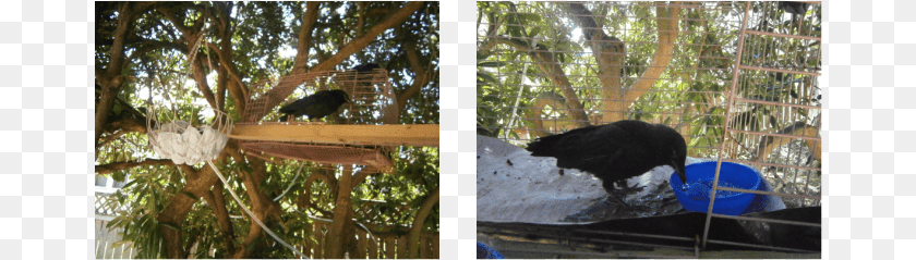 However Crow Thompson39s Outside Freedom Soon Started Wild Turkey, Animal, Bird, Blackbird Sticker PNG