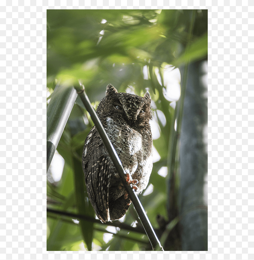 534x801 However Today They Are Frequent Gray Treefrog, Bird, Animal, Owl HD PNG Download