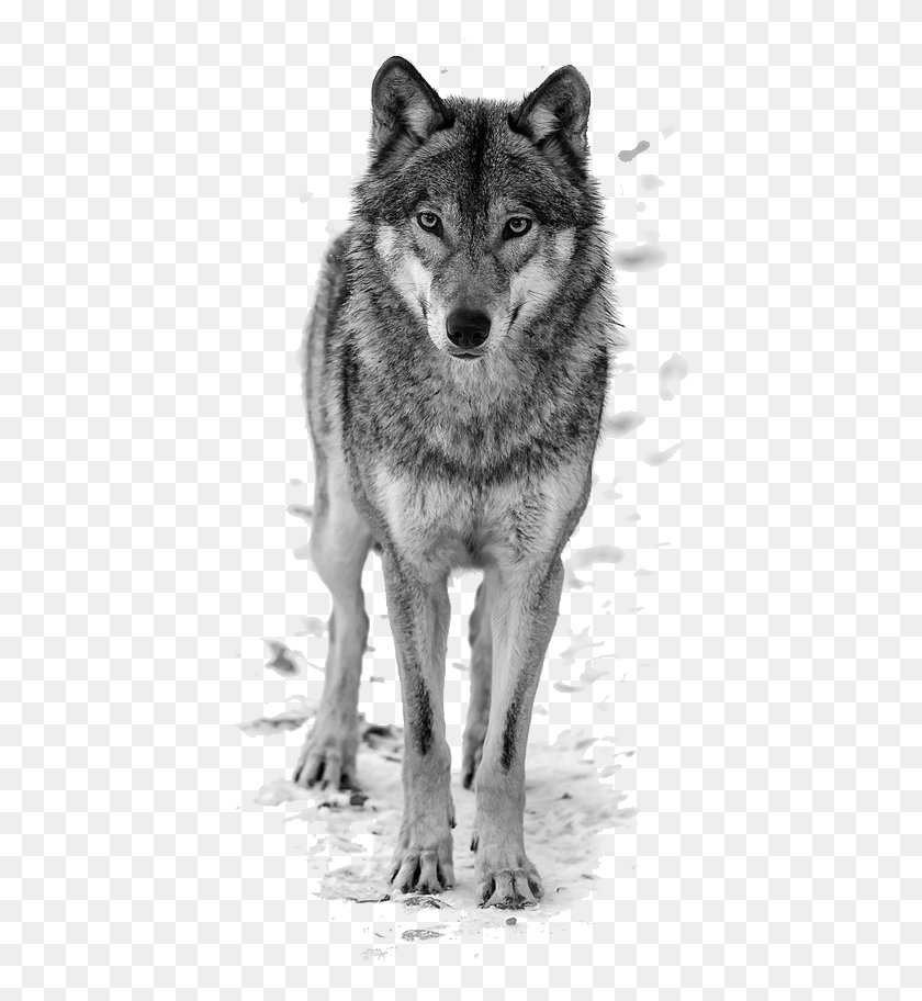 418x852 Howling Wolf Clipart Free White Wolf Transparent, Mammal, Animal, Dog HD PNG Download