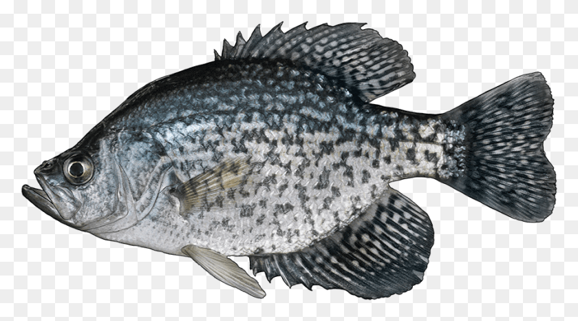 895x466 Http Fishbuoy Comimagesimagesfish Species Black Crappie Fish, Animal, Perch Descargar Hd Png