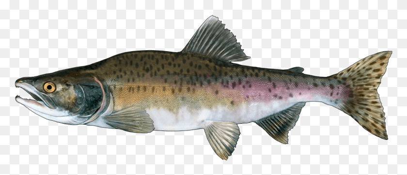 1149x445 Http Fishbuoy Comimagesimagesfish Species Coastal Cutthroat Trout, Fish, Animal, Coho HD PNG Download
