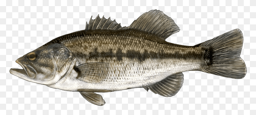1163x474 Http Fishbuoy Comimagesimagesfish Species Large Mouth Black Bass, Fish, Animal, Perch Descargar Hd Png