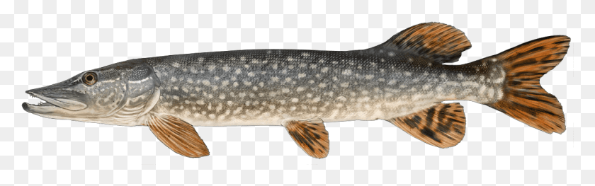 1187x309 Http Fishbuoy Comimagesimagesfish Species Northern Pike, Fish, Animal, Sea Life HD PNG Download