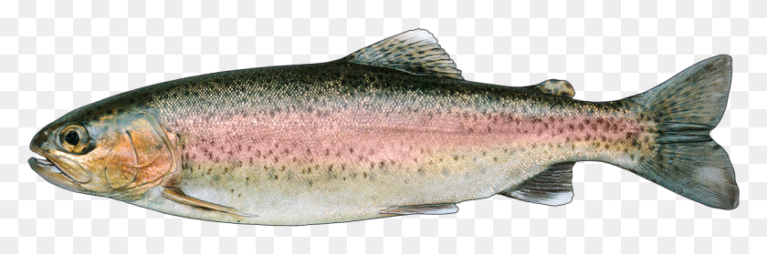 1185x333 Http Fishbuoy Comimagesimagesfish Species Rainbow Trout, Fish, Animal, Coho HD PNG Download