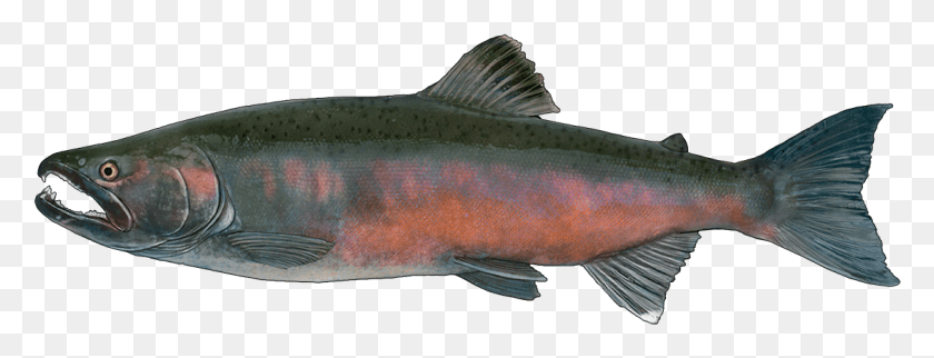 1127x379 Http Fishbuoy Comimagesimagesfish Species Sockeye Salmon, Coho, Fish, Animal HD PNG Download
