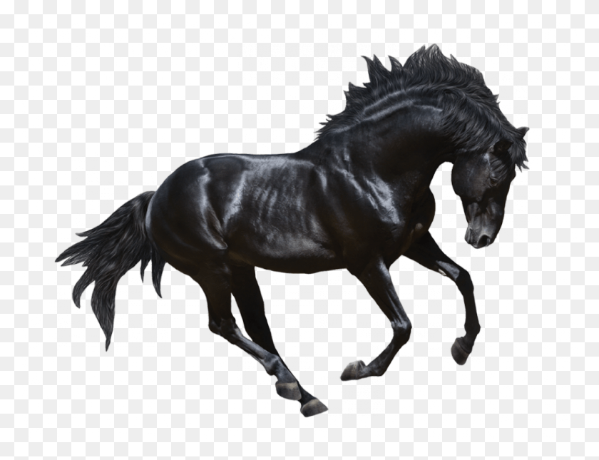 1001x752 Http Murando 1 V Un Caballo Black Horse Stallion, Mammal, Animal, Colt Horse HD PNG Download