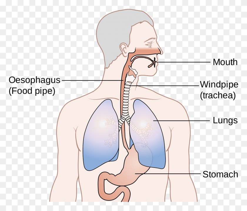 1995x1688 Http Xcancers Position Of Oesophagus And Trachea, Neck, Plot, Diagram HD PNG Download