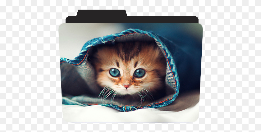 470x365 Https Creativefolders In201806prince Wallpapers 1080p Cat, Kitten, Pet, Mammal HD PNG Download