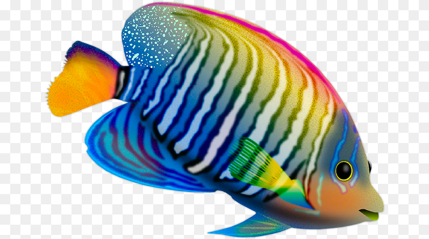 670x468 Https Fotki Yandex Runextusersmorela4 Pescado De Color, Angelfish, Animal, Fish, Sea Life Transparent PNG