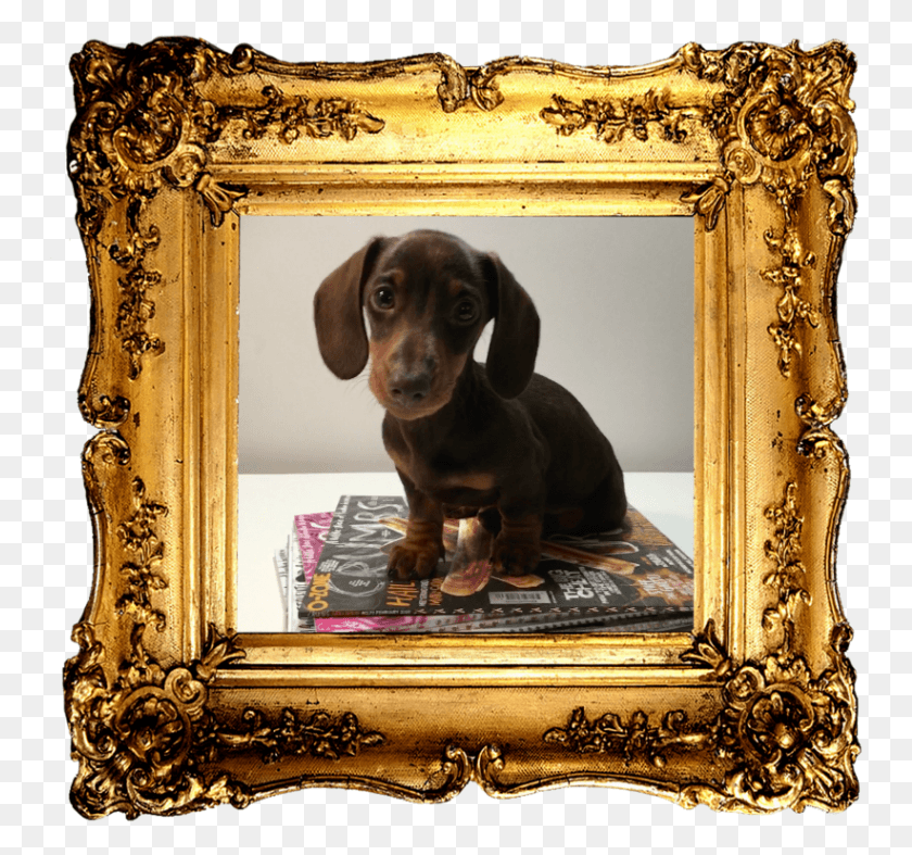 751x727 Https Golden Picture Frame, Dog, Pet, Canine HD PNG Download