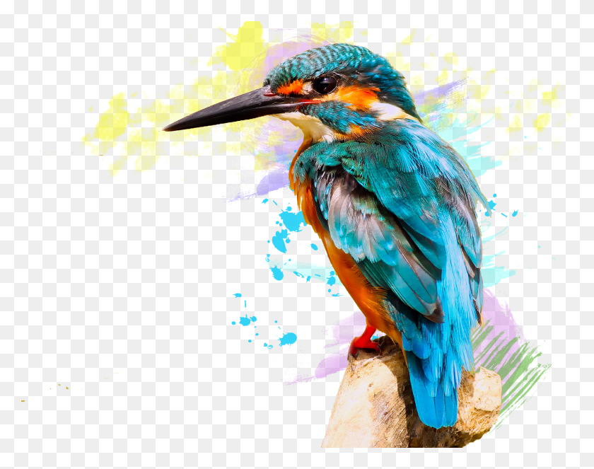 1654x1279 Huawei P20 Lite Color Feature Extraction Python, Bee Eater, Bird, Animal HD PNG Download
