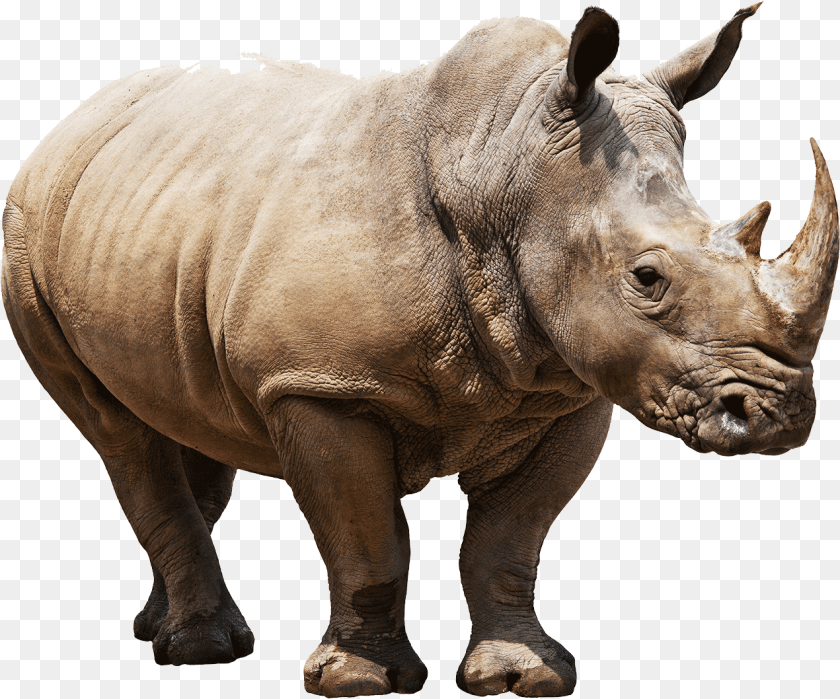 Huge Rhino, Animal, Mammal, Wildlife, Elephant Sticker PNG