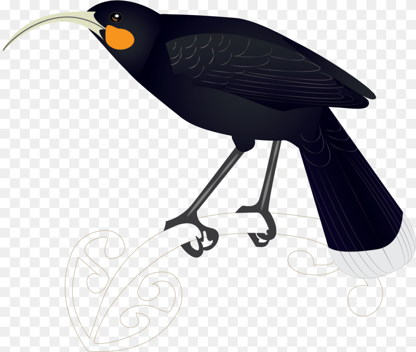 1539x1302 Huia Songbird, Animal, Beak, Bird, Blackbird Transparent PNG