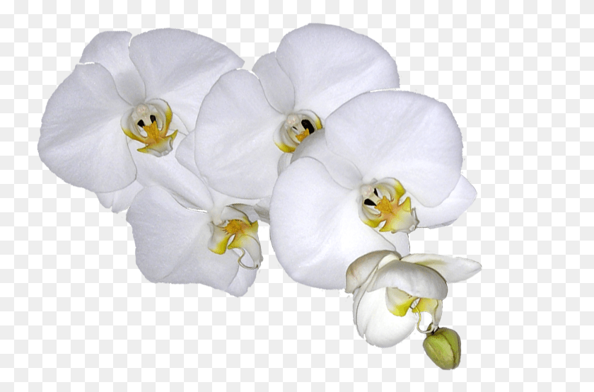 738x494 Студенты Хулы Исследуют Глубины Искусства Орхидеи Hula Moth, Растение, Цветок, Цветение Hd Png Скачать