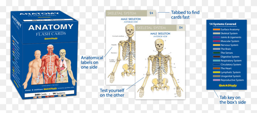 1148x456 Human Anatomy Flash Cards Anatomy Flash Cards, Person, Skeleton, Text HD PNG Download