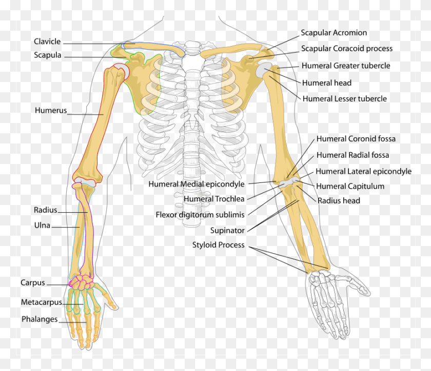 858x731 Huesos Del Brazo Humano Diagrama De Huesos En El Brazo, Esqueleto, Persona Hd Png