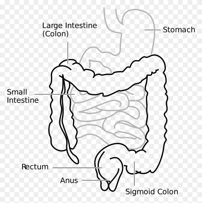 1915x1928 Human At Getdrawings Com Large Intestine Diagram Simple, Text, Alphabet, Label HD PNG Download