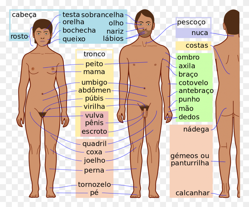 1151x941 Human Body Features Pt Anexo Partes Del Cuerpo Humano, Plot, Diagram, Person HD PNG Download